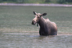 moose