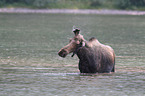 moose