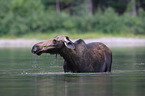 moose