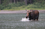 moose
