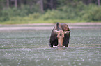 moose