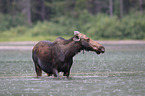 moose