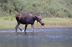 moose