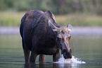 moose