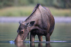 moose