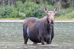 moose