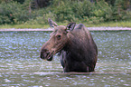 moose