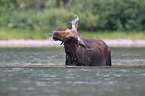 moose