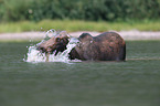 moose