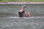 moose