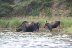 mooses
