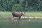 moose