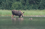 moose