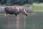 moose