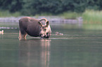 moose
