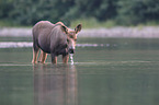 moose