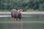 moose