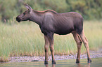 moose