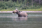 moose