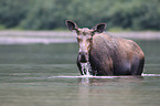 moose