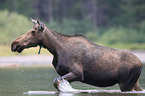 moose