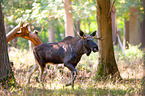 moose