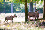 mooses