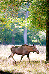 moose
