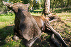 mooses
