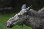 Elk Portrait