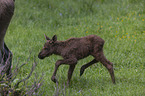 young elk