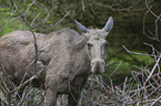 Elk