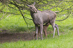 Elk mother with baby
