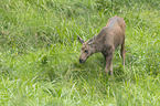 young elk