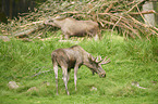 standing Mooses