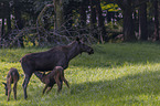 Mooses