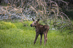 young Moose