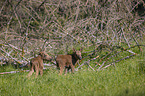 young Mooses