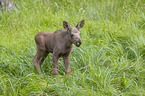 young Moose