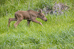 young Moose