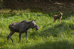 Mooses