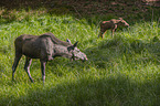Mooses
