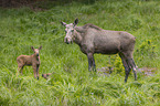 Mooses