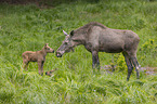 Mooses