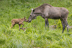 Mooses
