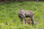 Mooses