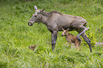 Mooses
