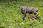 Mooses