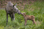 Mooses