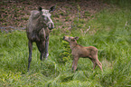 Mooses